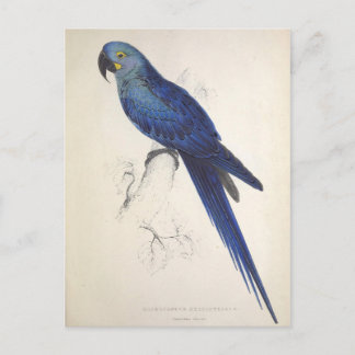 Parrots, Vintage, Bird Illustration, Bohemian Postcard