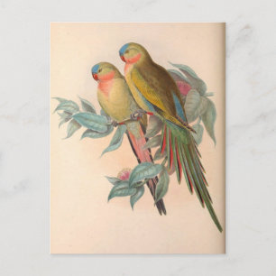 Parrots, Vintage, Bird Illustration, Bohemian Postcard