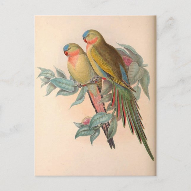 Parrots, Vintage, Bird Illustration, Bohemian Postcard (Front)