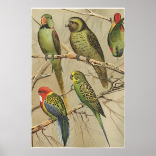 Parrots Vintage Tropical Birds Colourful  Poster