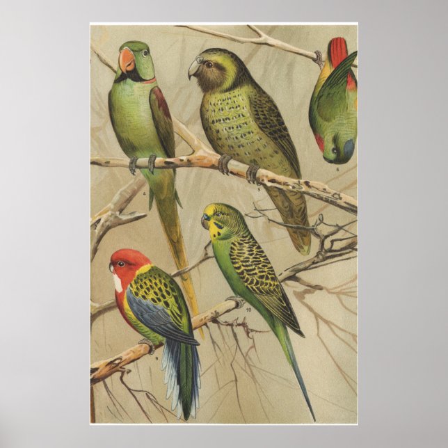 Parrots Vintage Tropical Birds Colourful  Poster (Front)