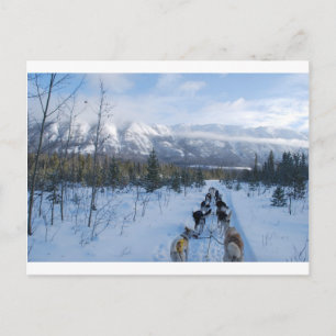 ParrotSleds - Landscape Postcard