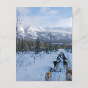 ParrotSleds - Landscape Postcard