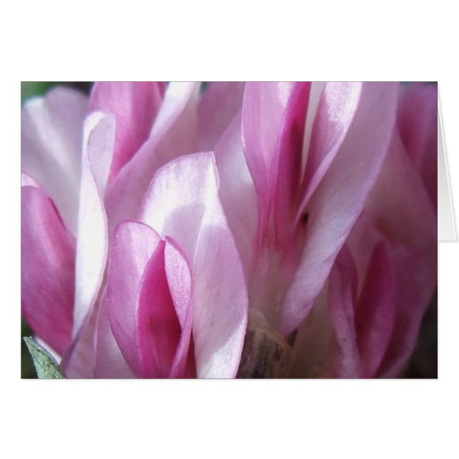 Parry's Clover (Front Horizontal)