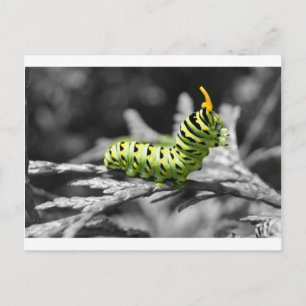 parsley caterpillar black and white postcard