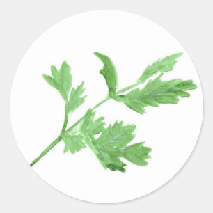 Parsley herb watercolour classic round sticker