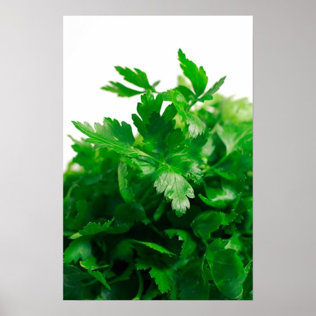 Parsley Poster (Front)