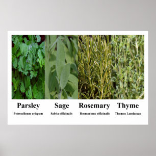 Parsley Sage Rosemary Thyme Herbs Spices Poster
