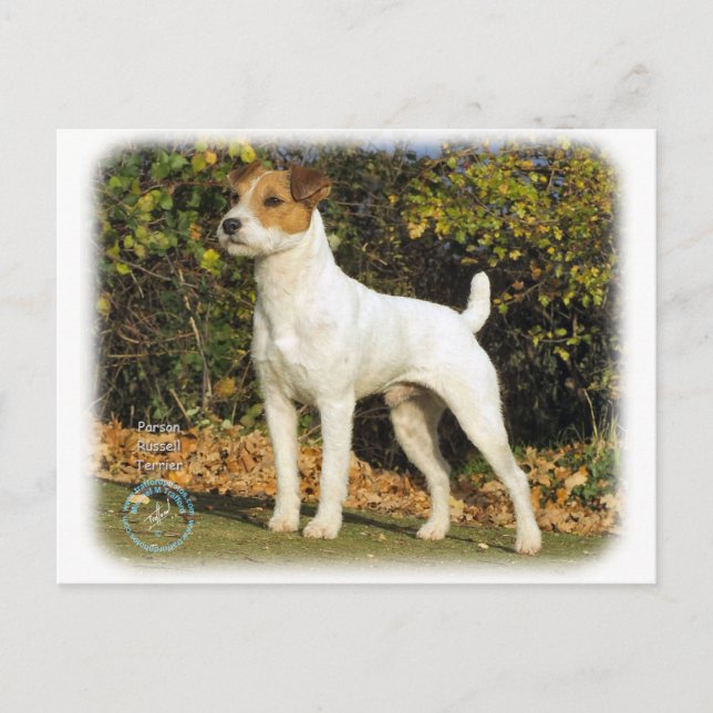 Parson Russell Terrier 9T016D-223 Postcard (Front)