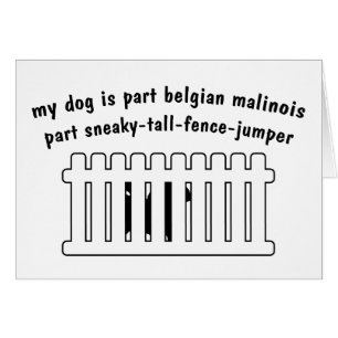 Part Belgian Malinois Part Fence-Jumper