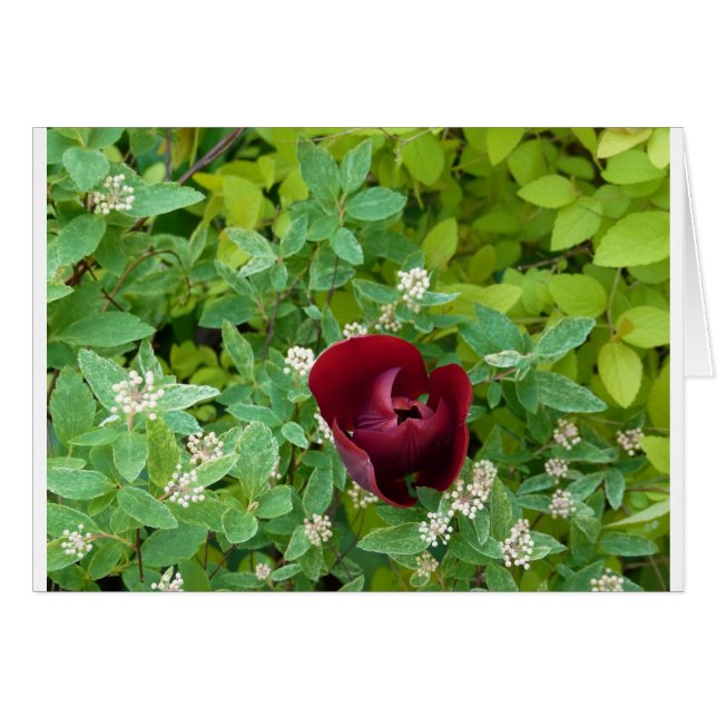 parterre de fleurs au printemps (Front Horizontal)