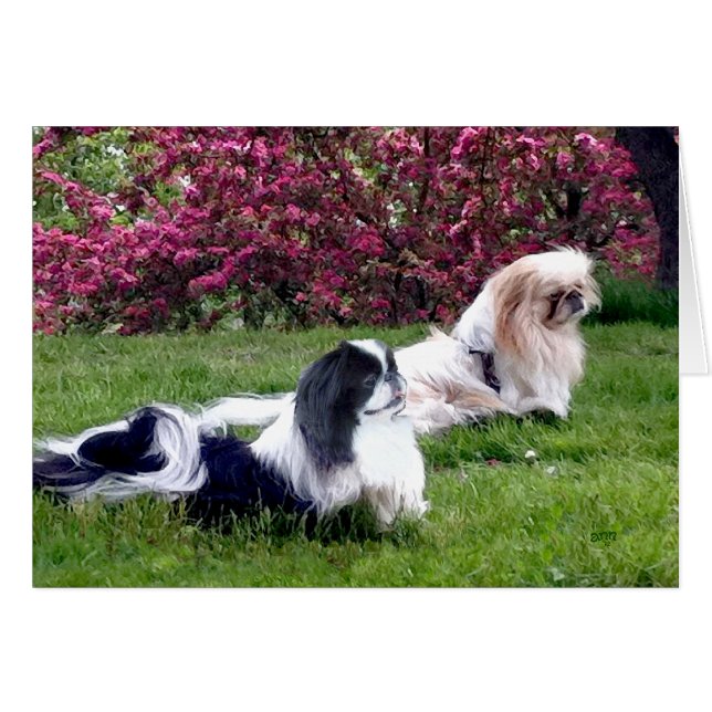 Parti-Colour Pekingese Dogs (Front Horizontal)