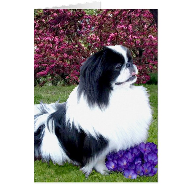 Parti-Colour Pekingese Dogs (Front)