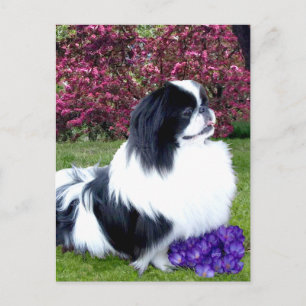 Parti-Colour Pekingese Dogs Postcard