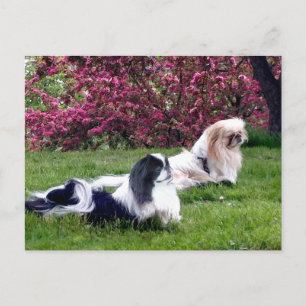 Parti-Colour Pekingese Dogs Postcard