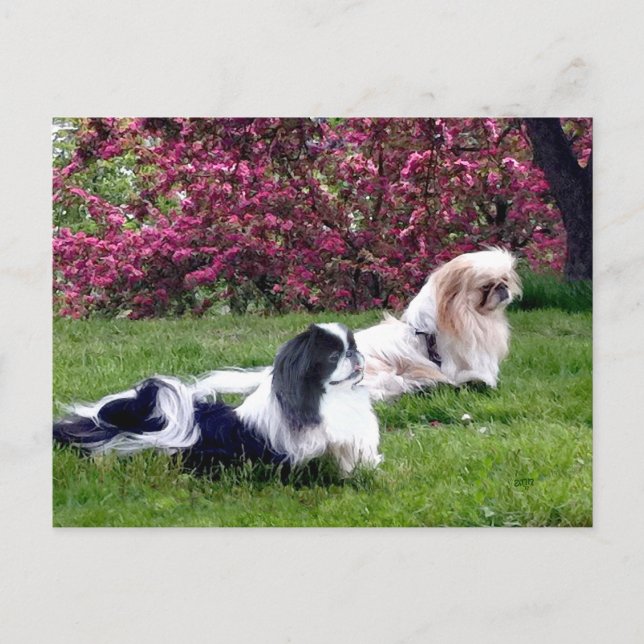 Parti-Colour Pekingese Dogs Postcard (Front)