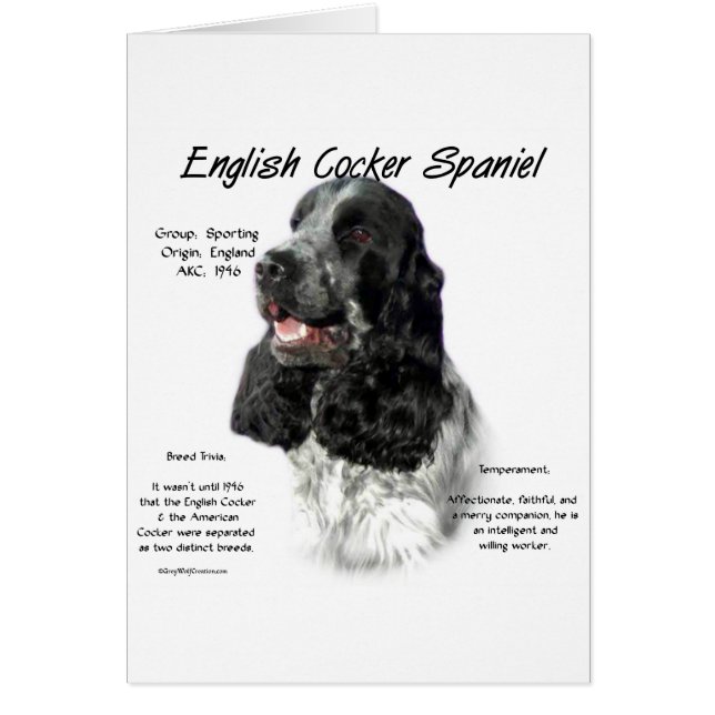 Parti English Cocker Spaniel History (Front)