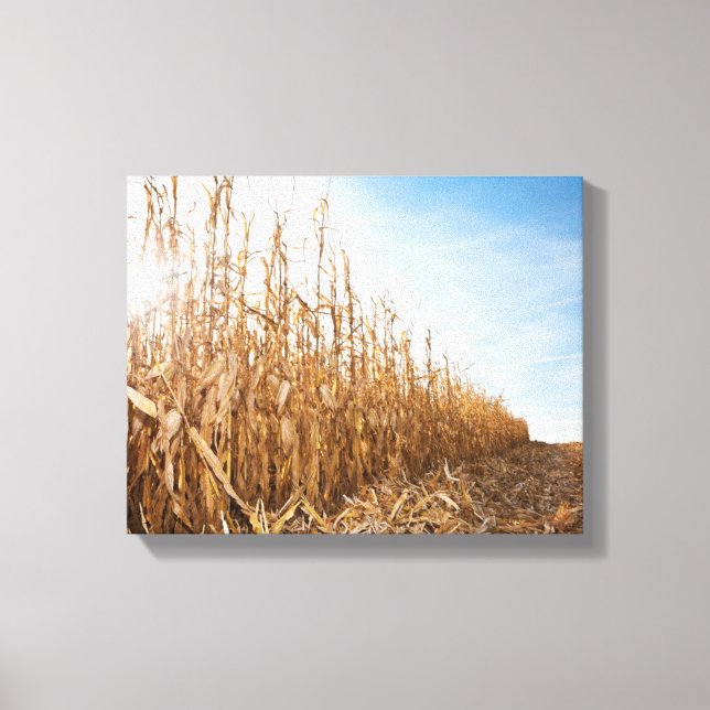 Partly Harvested Corn Field Canvas Print (Front)