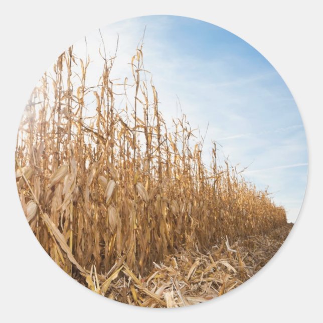Partly Harvested Corn Field Classic Round Sticker (Front)