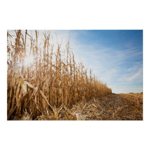Partly Harvested Corn Field Poster
