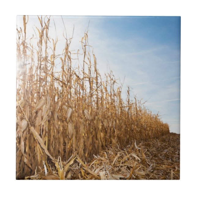 Partly Harvested Corn Field Tile (Front)