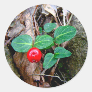 Partridge Berry Wildflower Classic Round Sticker