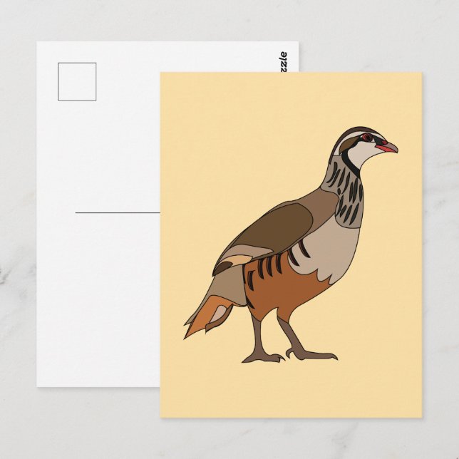 Partridge Chukar Bird Postcard (Front/Back)