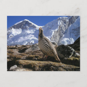 Partridge in Himalayas Postcard