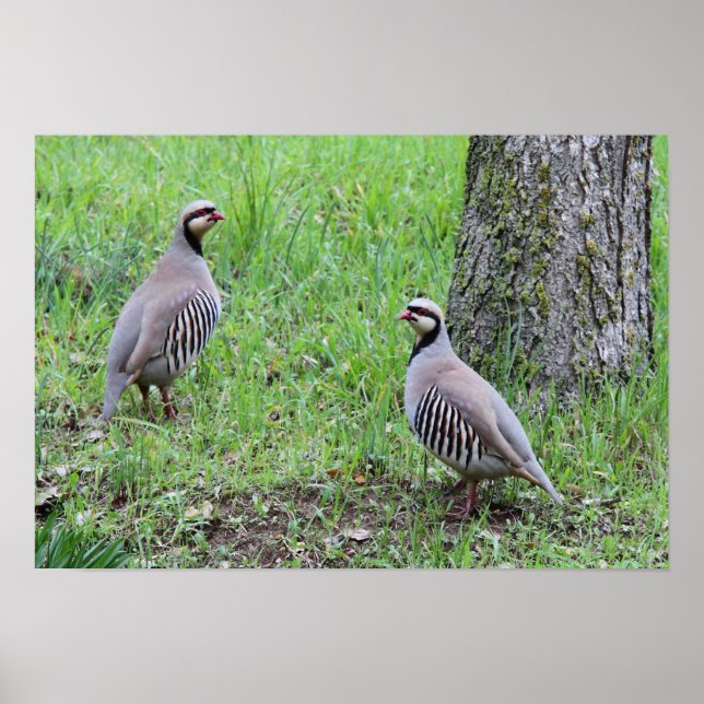 Partridges Poster (Front)