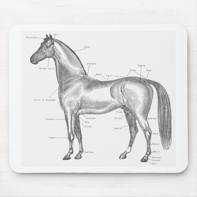 Parts of the Horse Mousepad (Front)