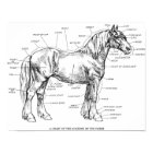 Parts of the Horse