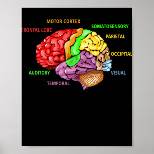 Parts The Brain Anatomy Colourful Diagram Learning Poster