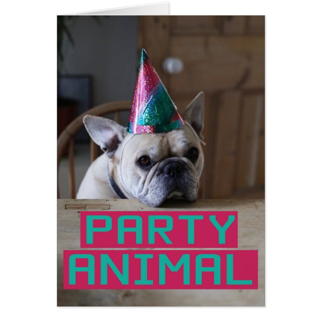 Party animal! (Front)