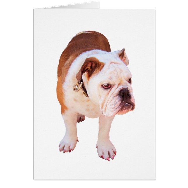 Party Animal (Front)