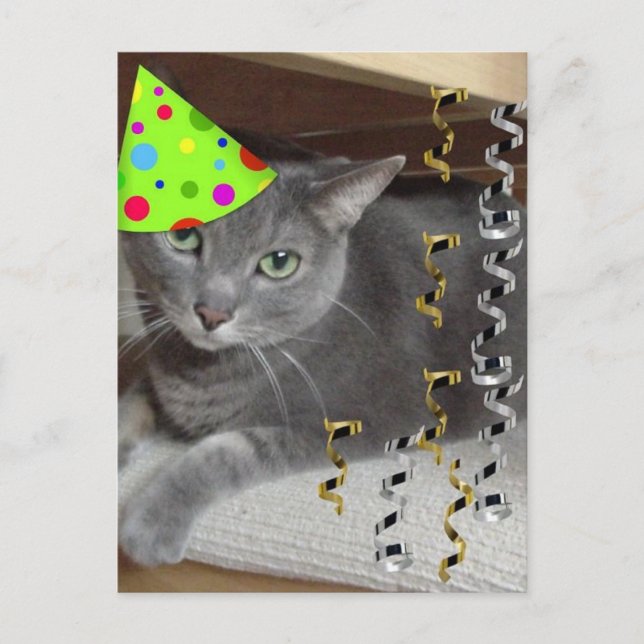 Party Animal Grey Cat Invitation Postcard (Front)