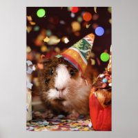 Party Guinea Pig