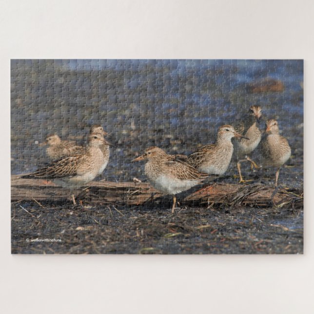 Party of Pectoral Sandpipers on the Beach Jigsaw Puzzle (Horizontal)