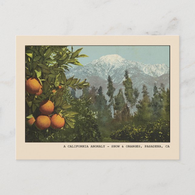 Pasadena Postcard Snow and Orange Groves (Front)
