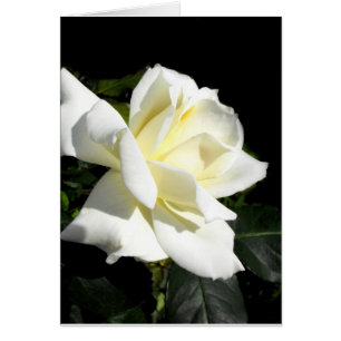 Pascali white hybrid tea rose