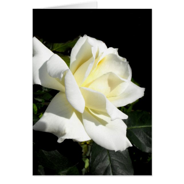 Pascali white hybrid tea rose card (Front)