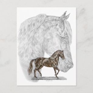 Paso Fino Horse Art Postcard