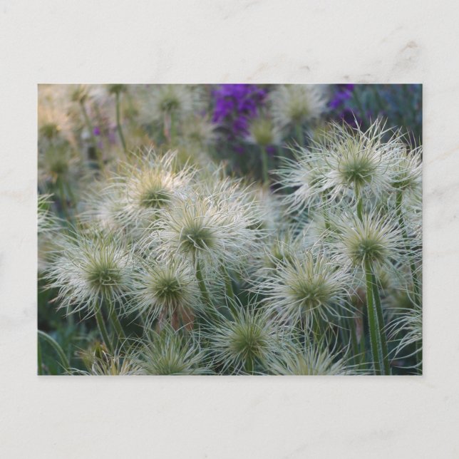 Pasque Flower Seed Heads Postcard (Front)