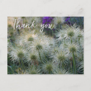 Pasque Flower Seed Heads Thank You Postcard