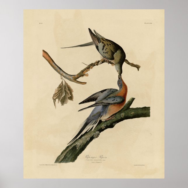 Passenger Pigeon from Audubon's Birds of America Poster (Front)