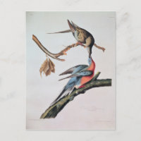 Passenger Pigeon, from 'Birds of America'