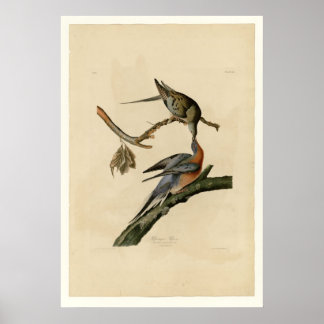Passenger Pigeon Poster