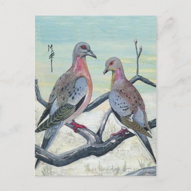 Passenger Pigeons Postcard (Front)