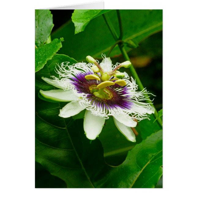 Passiflora (Front)