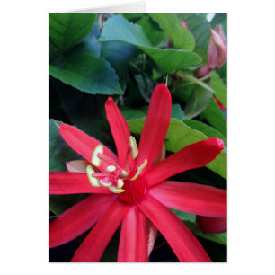 Passiflora