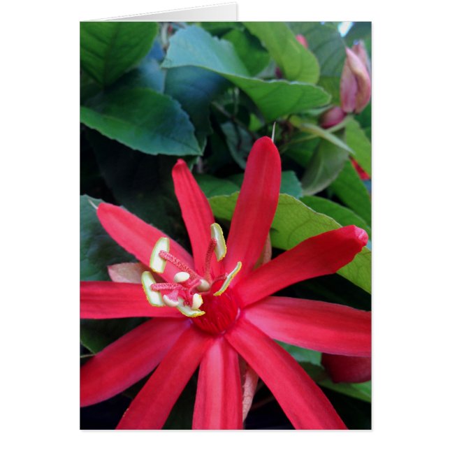 Passiflora (Front)